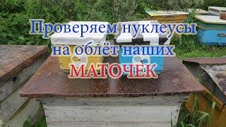 ПРОВЕРКА НУКЛЕУСОВ НА ОБЛЁТ МАТОК и КАКОВ РЕЗУЛЬТАТ. Beekeeping.