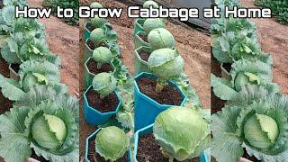 How to Grow Cabbage in Pots at Home / Nice Growing for Beginners