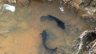 Two Betta Fish Fighting Nearby The Pond  |  Betta Fish Fighting Protect Their Own Place