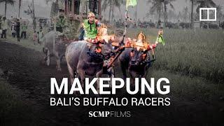 Makepung buffalo racing in Indonesia's Bali is a matter of tradition, pride and bravery