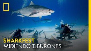 Midiendo tiburones: Súper tiburón toro | Domingo 25 Julio 18:00 | NATIONAL GEOGRAPHIC ESPAÑA