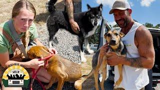 ANOTHER huge transport full of dogs saved from euthanasia | The Asher House