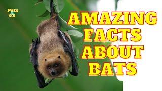 Facts You Might Not Know About Bats | Facts about Bat  (2022) | Pets and Us