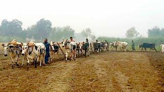 A large group of bulls is ploughing the field | Traditional village life in old punjab | Traditional