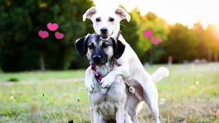 LOVING Pets  | BEST Calming Videos of Cats, Dogs and Animals