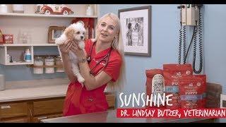 What to Feed a Growing Puppy with Veterinarian Dr. Lindsay Butzer