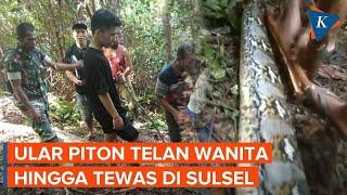 Penampakan Ular Piton 6 Meter yang Telan Wanita hingga Tewas di Sulsel