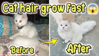How To Grow Persian Cat Hair Faster  |Best food for Cat hair growth |Persian Cat hair fall problem