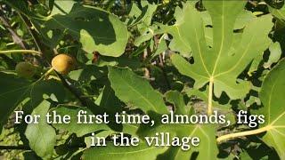 For the first time, Almonds, figs in the village .#spring,#almond, #figs,#moldova