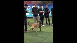 Good dog training funny