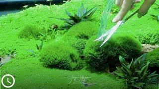 the ultimative AQUARIUM MOSS TRIMMING technique