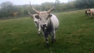 Traditional hungarian grey buffalo/ szürkemarha