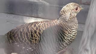 Golden Pheasant (Hiratsuka City Comprehensive park Fureai Zoo, Kanagawa, Japan) August 26, 2018