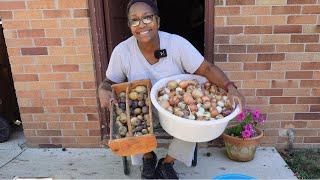 Onion and Potato Harvest