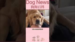 金毛犬到底好养吗？养过它的人都知道怎么回答#goldenretriever #golden #shorts