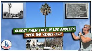 This is the Oldest Palm Tree in L.A.!!! 160 Years Old!!