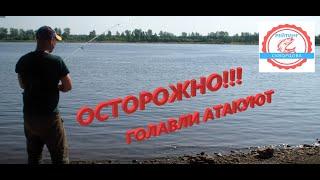 Осторожно!!! Атака Голавля. Рыбалка на донки