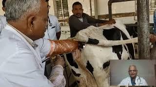 Technique of Artificial Insemination (AI) in cows