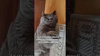 #macska #cat #vicces #funny #britishshorthair #catlover #cute #animals #cica #fyp #viralcat #foryou