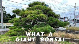 Giant Bonsai Trees: unlocking The Art Of Niwaki: The Ancient Japanese Art Of Pruning