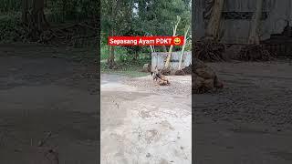 Sepasang Ayam PDKT 