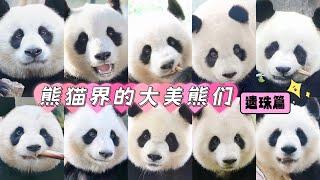 Beautiful Giant Pandas 熊猫界的大美熊们 (遗珠篇)