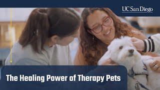 The Healing Power of Therapy Pets