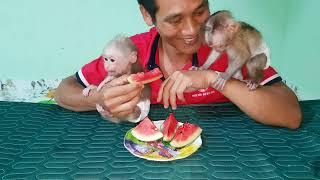 eating watermelon with baby monkey bita and bibu is so cute | DAD AND MONKEY BITA