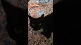 The Fancy Felines: Tuxedo Cat
