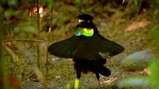 Bird Of Paradise: Appearances COUNT! | Animal Attraction | BBC Earth