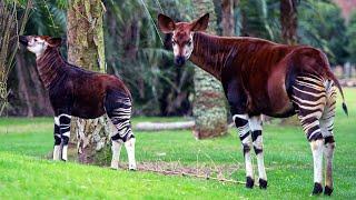 Beni the Okapi Makes First Appearance on Disney’s Animal Kingdom Lodge Savanna - Walt Disney World