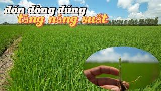 bón phân đón đòng đúng thời điểm giúp tăng số hạt BÔNG TO vụ hè thu l thanhdotv