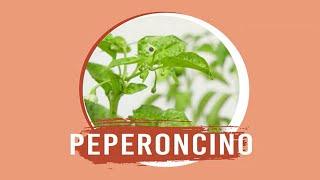 Peperoncino: come prendersene cura con CIFO