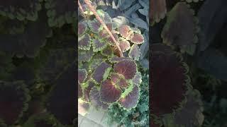Колеус Бургунди. #plants