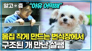 철거촌, 번식장에서 구조된 개들이 새로운 세상을 만나기까지.. 해외 입양 센터에 간 설쌤｜세상에 나쁜 개는 없다｜알고e즘