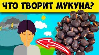 Мукуна жгучая - польза и вред.  Не для всех...