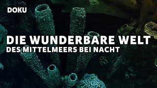 Die Wunderbare Welt des Mittelmeers Bei Nacht (Dokumentation deutsch, Unterwasser, Fische)