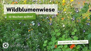 Wildblumenwiese - 10 Wochen später! Sommerblumen als Insektenmagnet für Bienen und Schmetterlinge.