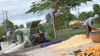 panin jagung, jagung mahal