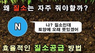 왜 질소는 자주 줘야할까? 효율적인 질소공급 방법!!