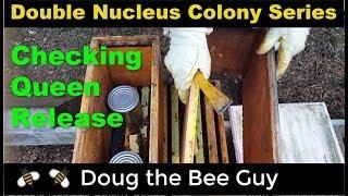 Double Nucleus Colony Series Episode 5: Checking for Queen Release