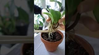 Propagating Rubber Plants 🪴 with Success #shorts #indoorplants #houseplants #easy