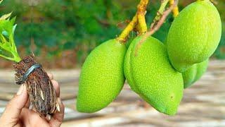 Best Natural Coconut Shell For Mango Tree Cutting | Cutting Mango Tree