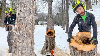 CUTTING HOLLOW TREES