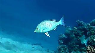 Spangled emperor (Lethrinus nebulosus), Звездчатый летрин