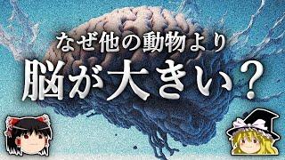 人類の脳はなぜ他の動物より巨大に進化したのか？【ゆっくり解説】