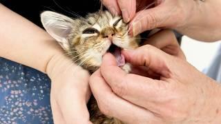 FIP治療中の子猫、状態悪化で主治医を替えることになりました。