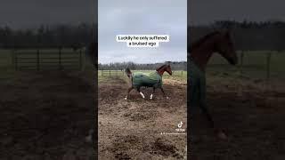 His shriek at the end! ‍️ #horse #ottb #equestrian #horseenthusiast #thorougbred #funny #ouch