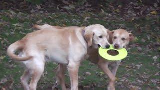 2 Dogs 1 Frisbee - WHO WON?! 