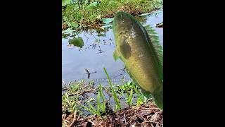Mancing babon betok #fishing #mancing #shorts